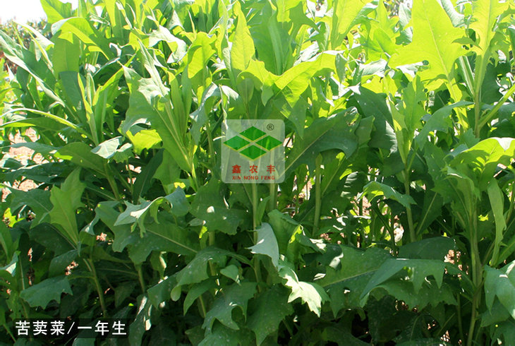 苦荬菜種子鵝菜種子